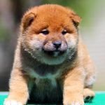 Ricks-male-shiba-inu-puppy-for-sale-1 (4)