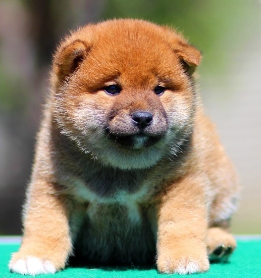 Ricks Shiba Inu Ricks Shiba Inu