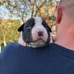 Ronna-female-American-Staffordshire-Terrier-puppy-for-sale-1
