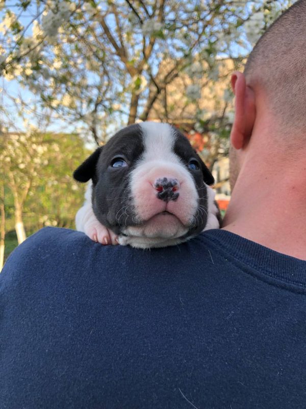 Ronna American Staffordshire Terrier