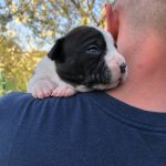 Ronna-female-American-Staffordshire-Terrier-puppy-for-sale-2