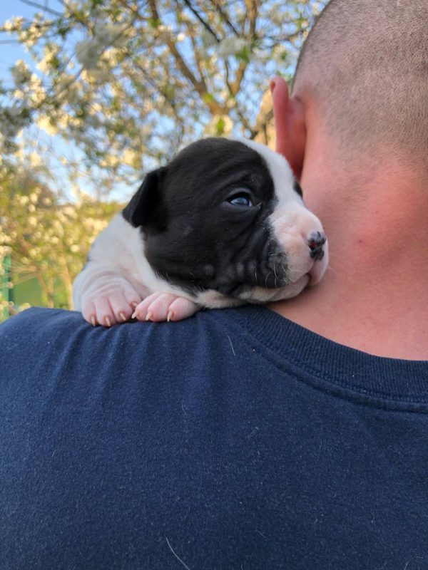 Ronna American Staffordshire Terrier