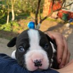 Ronna-female-American-Staffordshire-Terrier-puppy-for-sale-3
