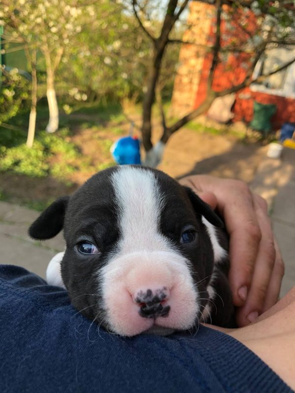 Ronna American Staffordshire Terrier