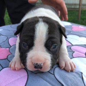 Ronna American Staffordshire Terrier