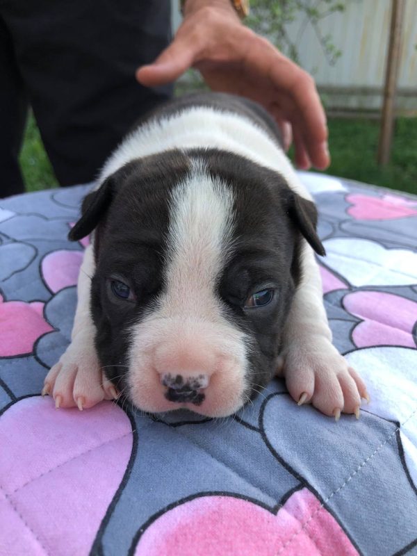 Ronna American Staffordshire Terrier