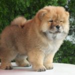Wasyana-female-chow-chow-puppy-for-sale-1 (1)