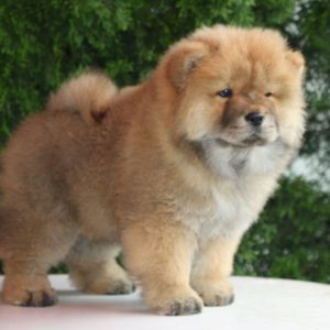 Wasyana Chow-Chow