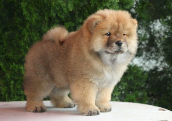 Wasyana Chow-Chow