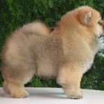 Wasyana-female-chow-chow-puppy-for-sale-1 (2)