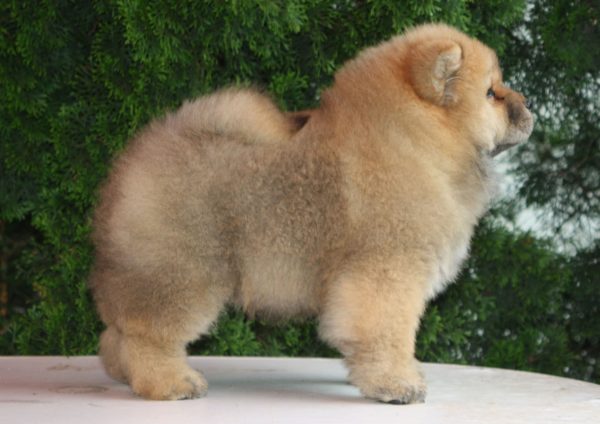 Wasyana Chow-Chow