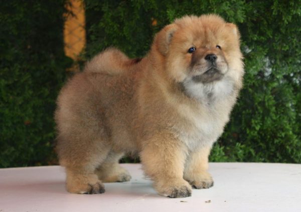 Wasyana Chow-Chow