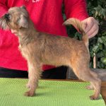 Yaki-Da-female-Brussels-Griffon-puppy-for-sale-1
