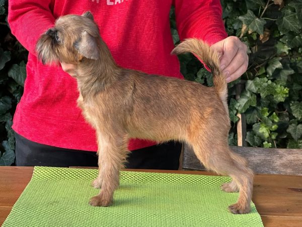 Yaki Da Brussels Griffon