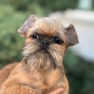 Yaki Da Brussels Griffon