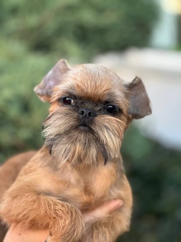 Yaki Da Brussels Griffon