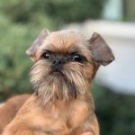 Yaki-Da-female-Brussels-Griffon-puppy-for-sale-3
