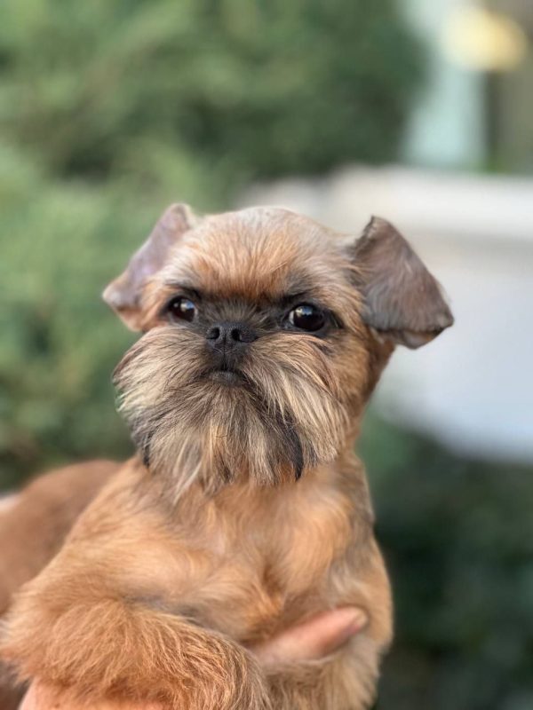Yaki Da Brussels Griffon