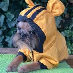 Yaki Da Brussels Griffon