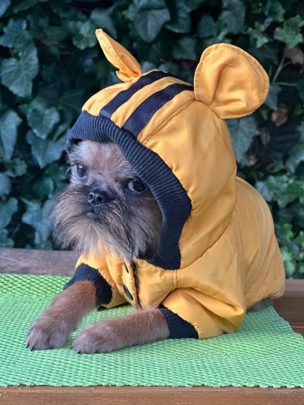 Yolanda Brussels Griffon Yolanda Brussels Griffon