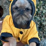 Yolanda-female-Brussels-Griffon-puppy-for-sale-2