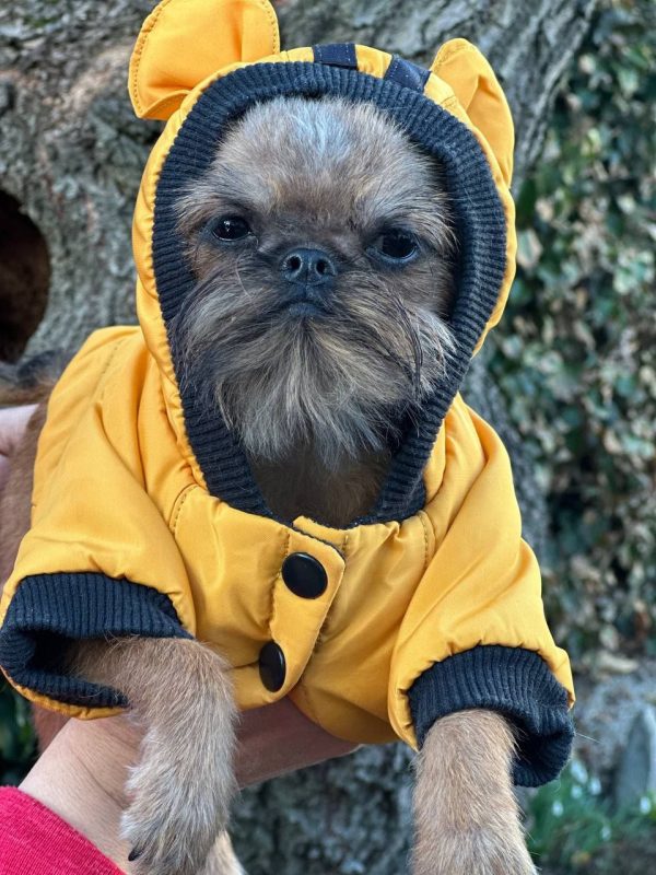 Yolanda Brussels Griffon Yolanda Brussels Griffon