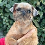 Yolanda-female-Brussels-Griffon-puppy-for-sale-3