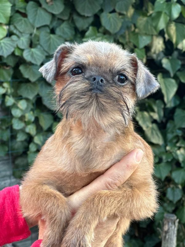 Yolanda Brussels Griffon Yolanda Brussels Griffon