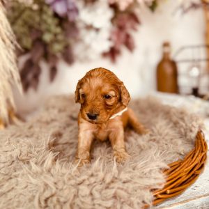 Adeliene Cockapoo Adeliene Cockapoo