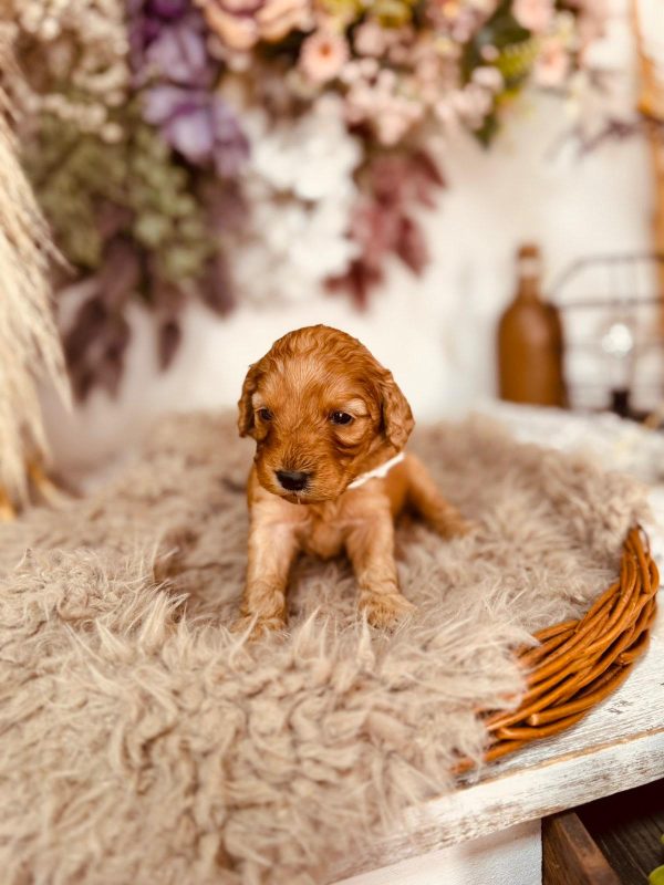 Adeliene Cockapoo Adeliene Cockapoo