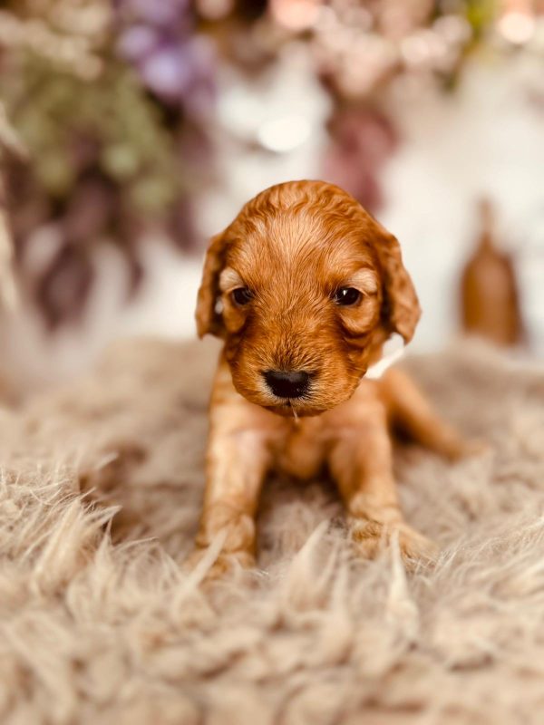 Adeliene Cockapoo Adeliene Cockapoo