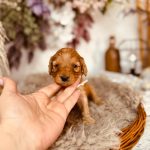 Adeliene-female-cockapoo-puppy-for-sale-1 (3)