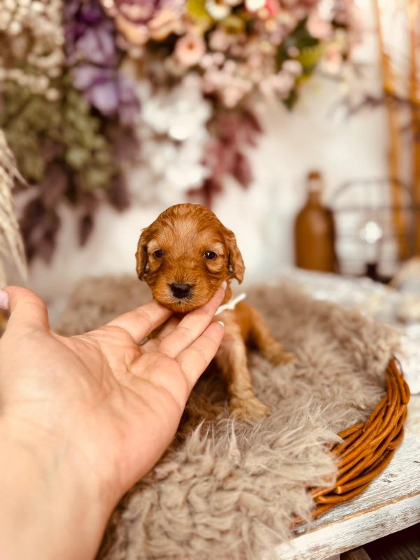 Adeliene Cockapoo Adeliene Cockapoo