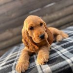 Albert-male-English-Cocker-Spaniel-puppy-for-sale-1