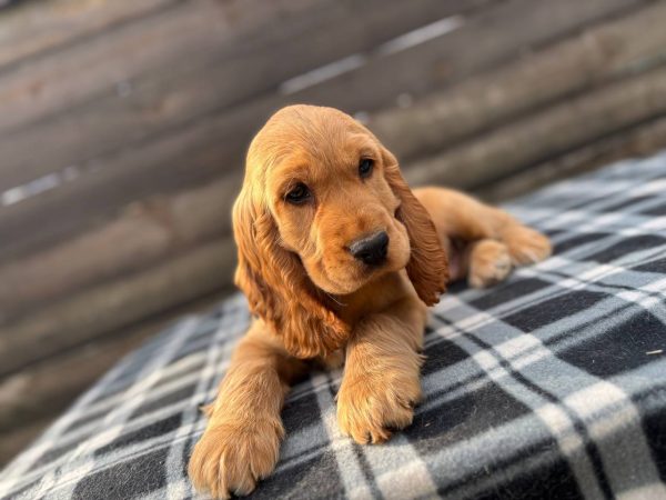 Albert English Cocker Spaniel Albert English Cocker Spaniel