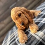 Albert-male-English-Cocker-Spaniel-puppy-for-sale-2