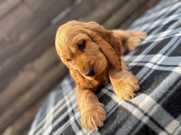 Albert English Cocker Spaniel Albert English Cocker Spaniel
