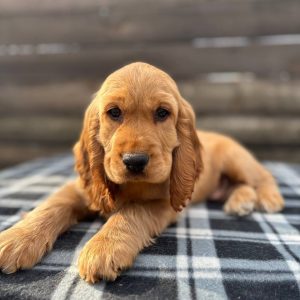 Albert English Cocker Spaniel Albert English Cocker Spaniel