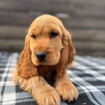 Albert-male-English-Cocker-Spaniel-puppy-for-sale-4