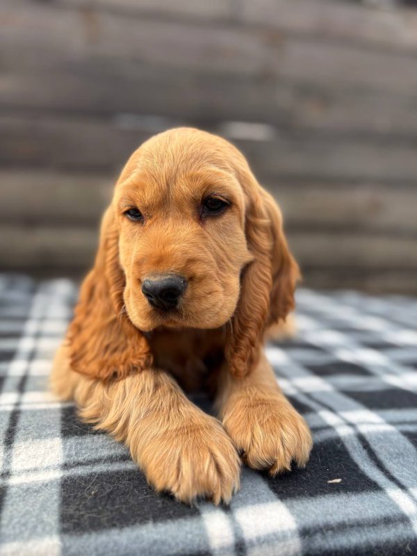 Albert English Cocker Spaniel Albert English Cocker Spaniel