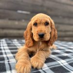 Albert-male-English-Cocker-Spaniel-puppy-for-sale-5