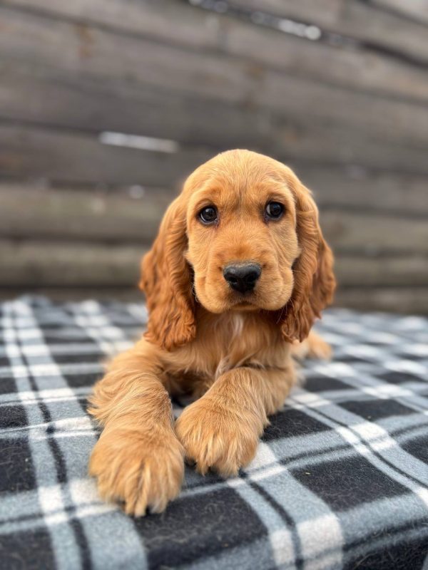 Albert English Cocker Spaniel Albert English Cocker Spaniel