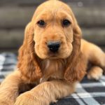 Albert-male-English-Cocker-Spaniel-puppy-for-sale-6