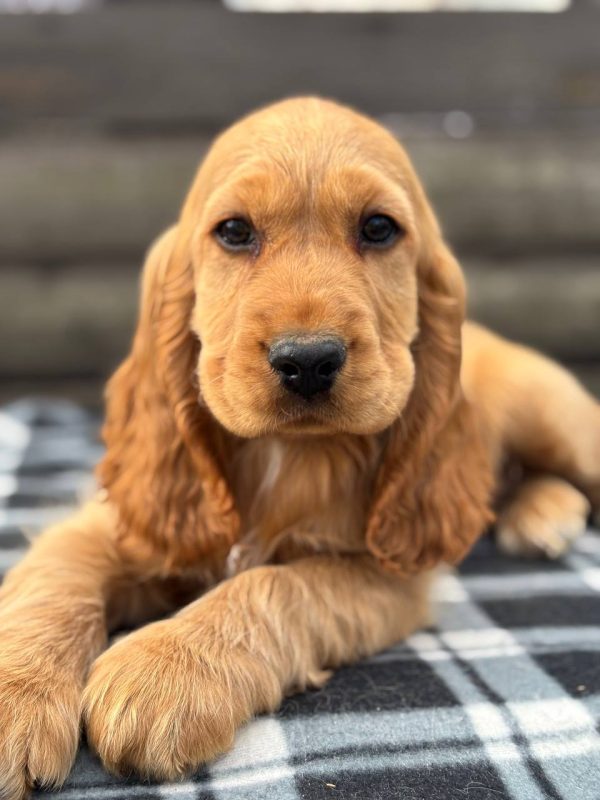 Albert English Cocker Spaniel Albert English Cocker Spaniel