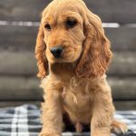 Albert-male-English-Cocker-Spaniel-puppy-for-sale-7
