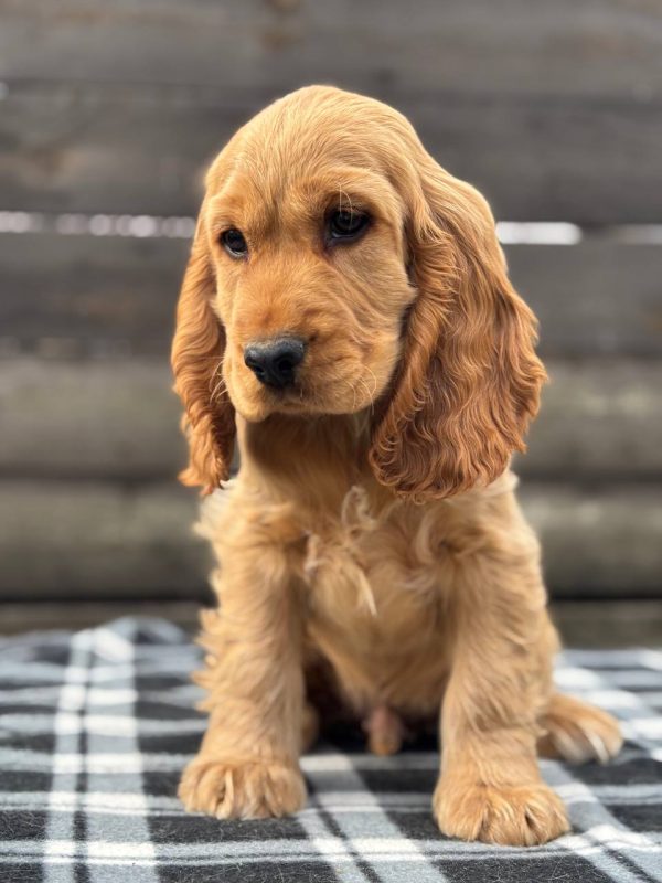 Albert English Cocker Spaniel Albert English Cocker Spaniel