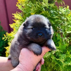 Alima Keeshond Wolf Spitz Alima Keeshond Wolf Spitz
