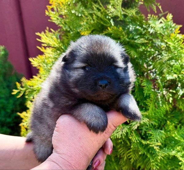 Alima Keeshond Wolf Spitz Alima Keeshond Wolf Spitz