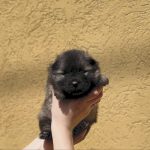 Angela-female-Keeshond-Wolf-Spitz-puppy-for-sale-1