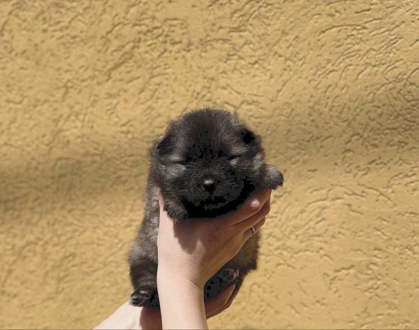 Angela Keeshond Wolf Spitz Angela Keeshond Wolf Spitz